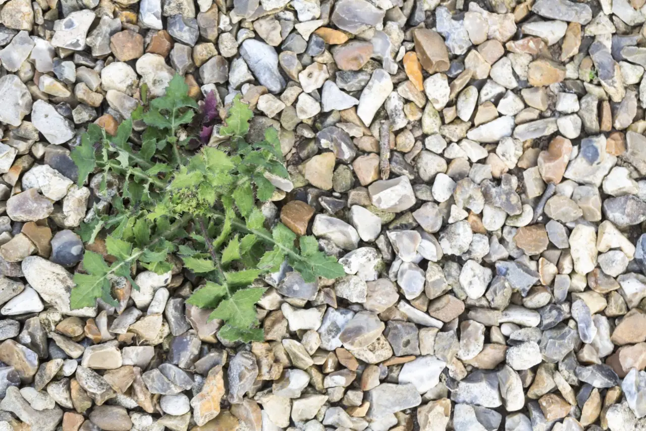 Se metti la ghiaia in giardino non usare questo telo economico: ecco cosa succede dopo 1 mese