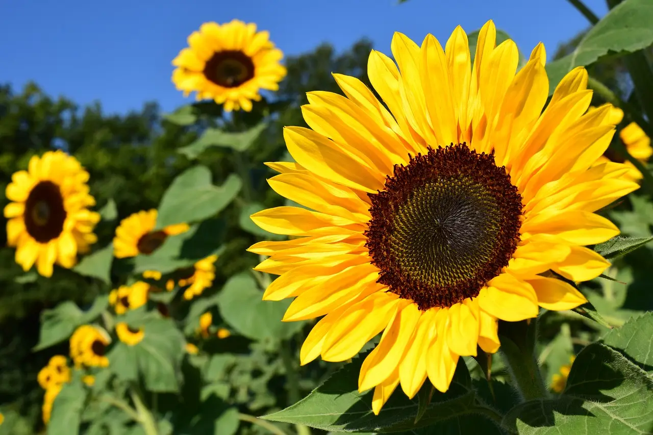 Perché alcuni fiori seguono sempre il sole? La risposta sorprendente della natura