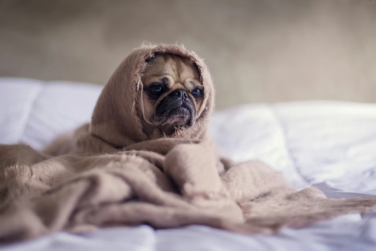 Il tuo cucciolo morde e distrugge tutto? Ecco l’età in cui smetterà e cosa fare subito