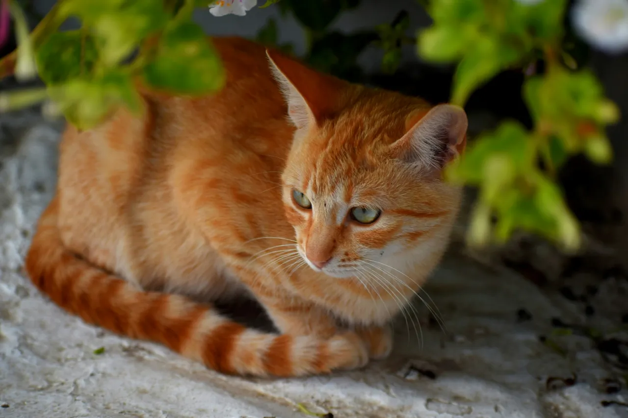 Attenzione a questo oggetto comune in casa: è la più grande paura dei gatti