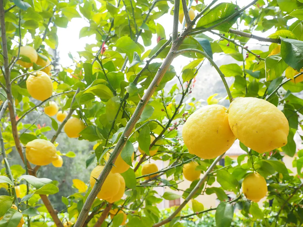 Non potare le piante di limone troppo presto: ecco il rischio che corrono e la data esatta