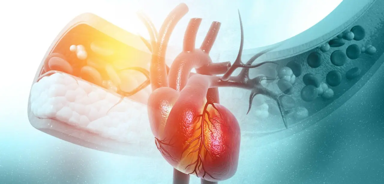 Non solo il cuore: ecco come funziona davvero il tuo sistema cardiovascolare e perché è fondamentale
