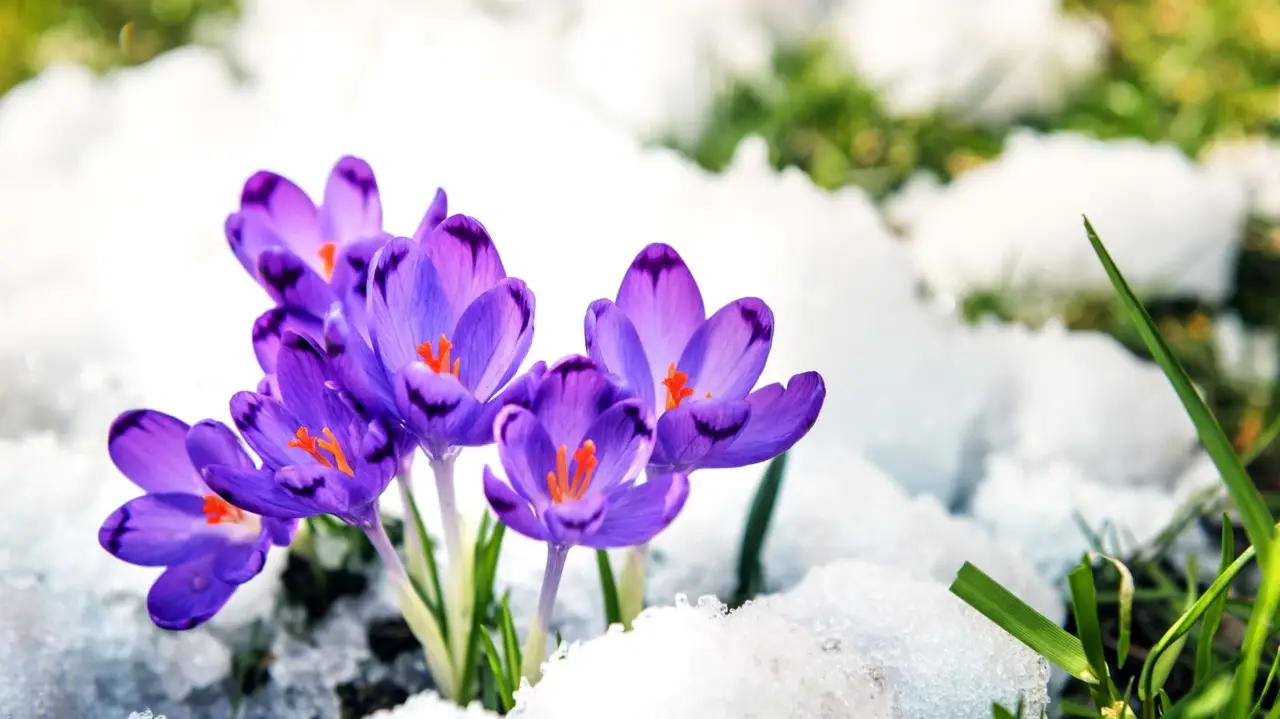 Se vedi questo fiore candido in inverno devi sapere il suo potente messaggio nascosto